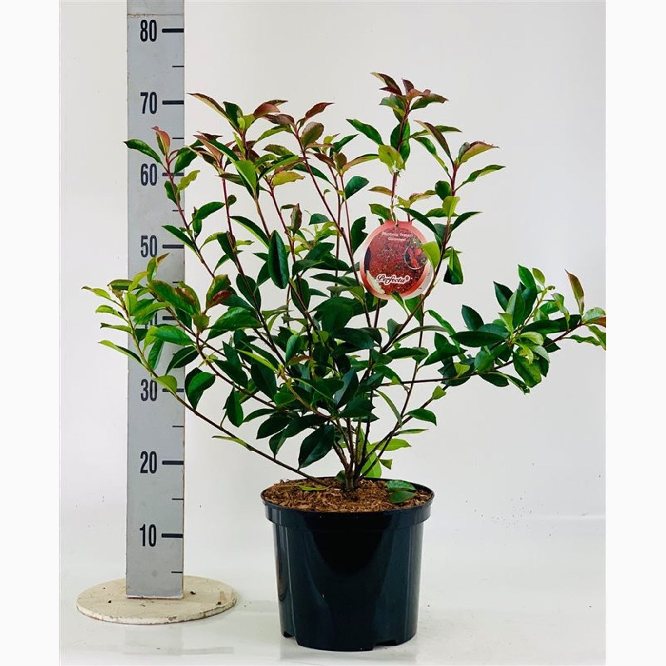 Fotinia – Photinia fraseri 'Perfecta' - C5 30-40 CM